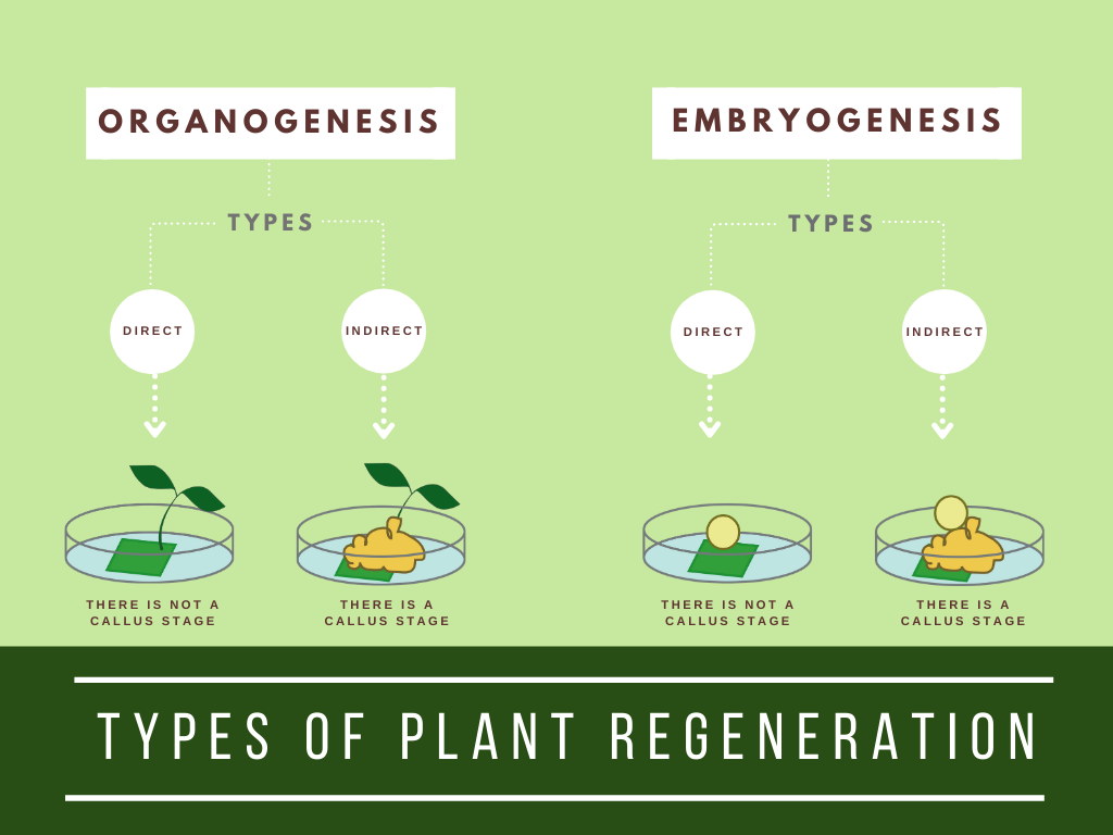 Illustration: organogenesis vs. embryogensis (somatic embryogenesis. Details both indirect and direct strategies.