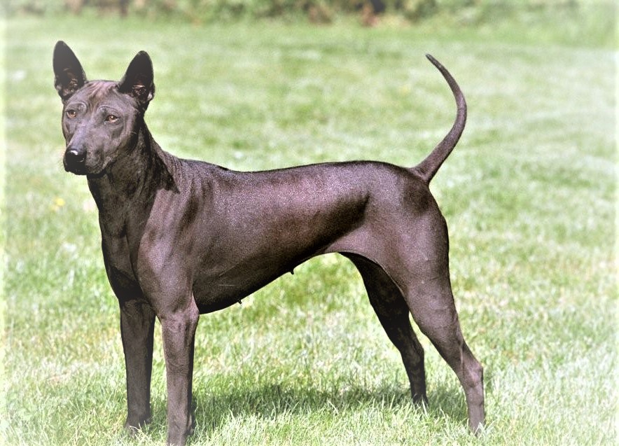 Thai-Ridgeback
