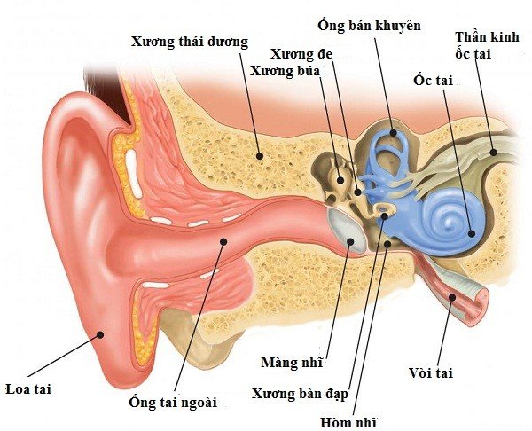 thuốc chữa ù tai, điếc tai hoạt động theo cơ chế nào?