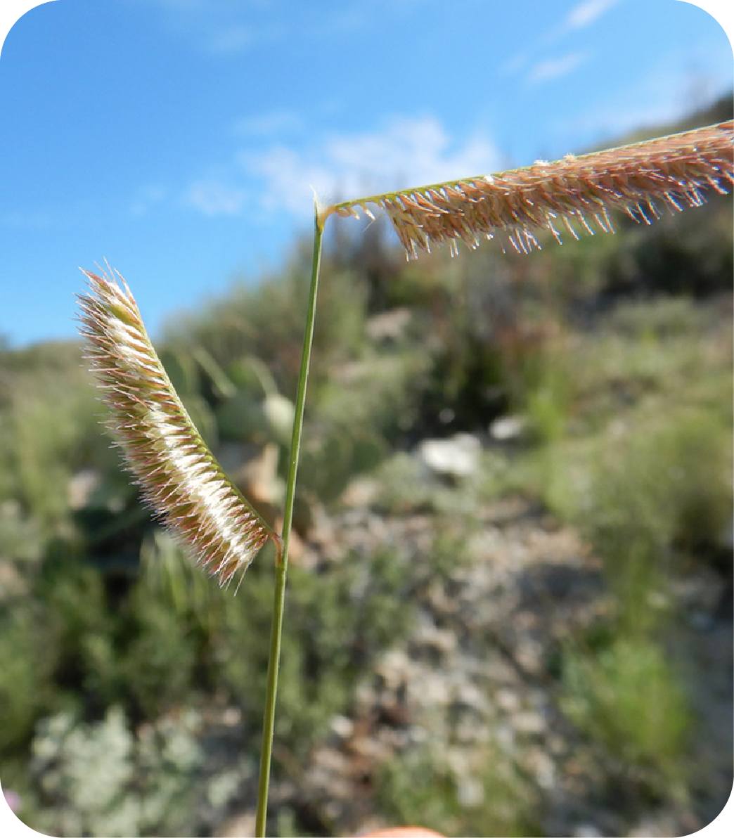 Blue Grama, Hachita