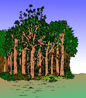 Macintosh HD:Users:teacher:Desktop:YMS 2010:1. Clip Art:New Zealand:Scenes:FOREST.gif