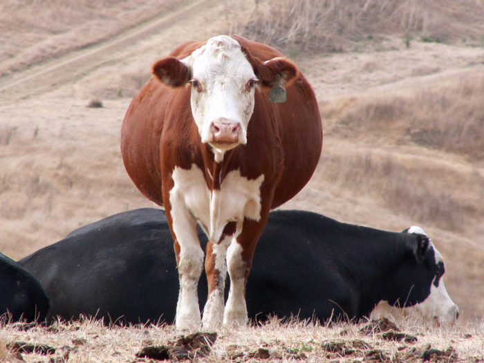 норма кормления стельных коров