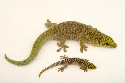 Image result for standing day gecko