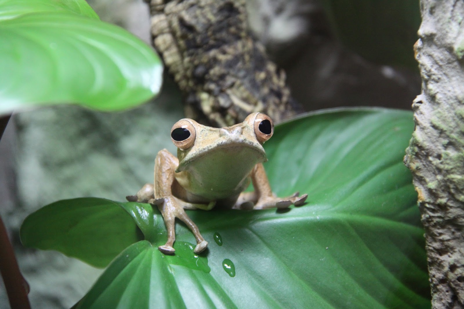 Frog on live plant