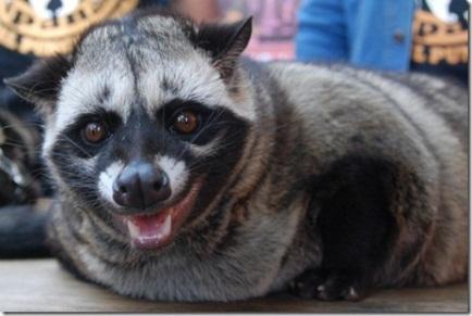 Image result for Musang