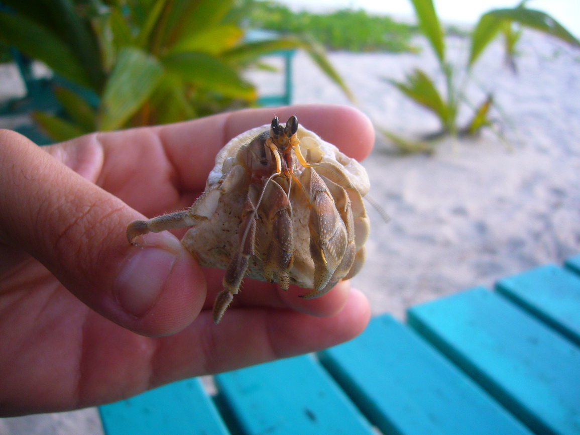 Person holding crab from the back