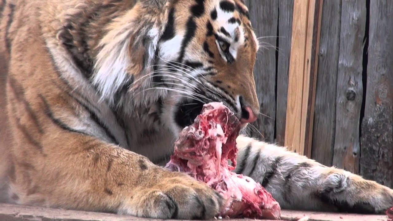  В день взрослый тигр должен съедать около 20 кг мяса 