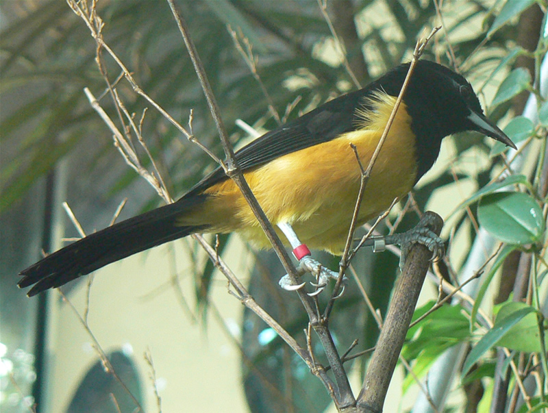 A bright yellow and black Montserrat Oriole is perched among some thin branches. A red tag bird band is visible on its leg.