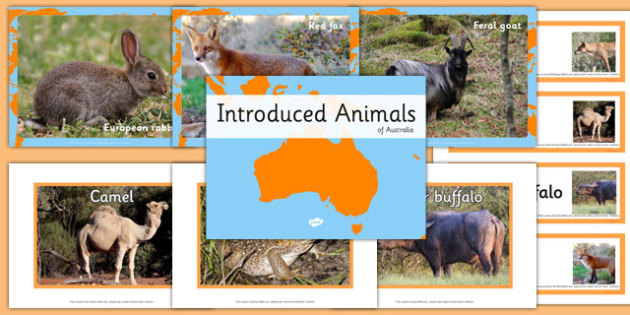 Image result for Introduced animals: