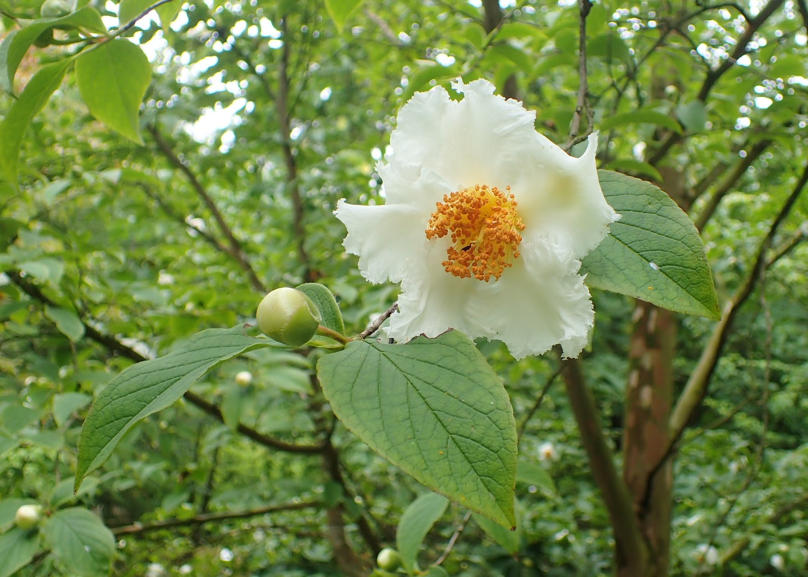 https://upload.wikimedia.org/wikipedia/commons/7/7a/Stewartia_pseudocamellia_var._koreana_kz03.jpg