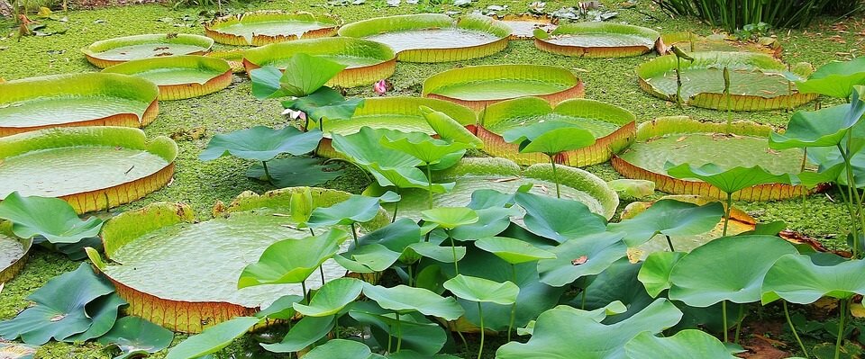 características de las plantas acuáticas