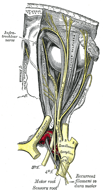Illustration showing the path of the oculomotor nerve