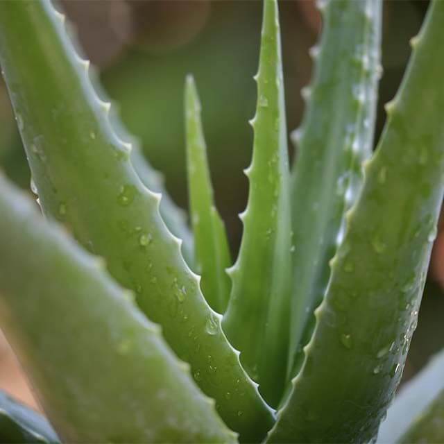 Aloe vera