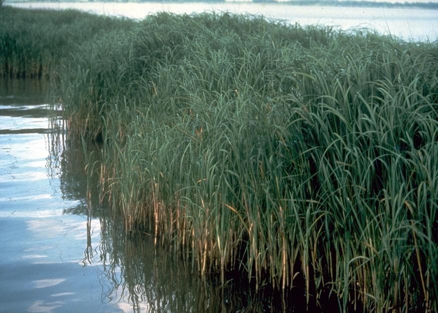 aquatic plants inside