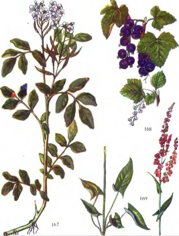 D:\0 wd yedek\acr yedek\1 film indirme\sovremennaya_fitoterapiya_dosyalar\image230.jpg
