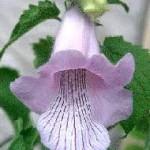 Sesame flower