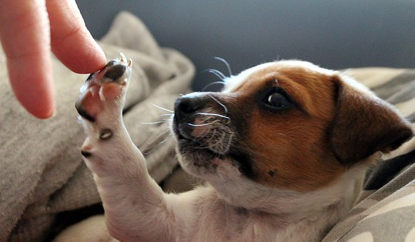 Cute Jack Russell Puppy giving a high-five to it's owner