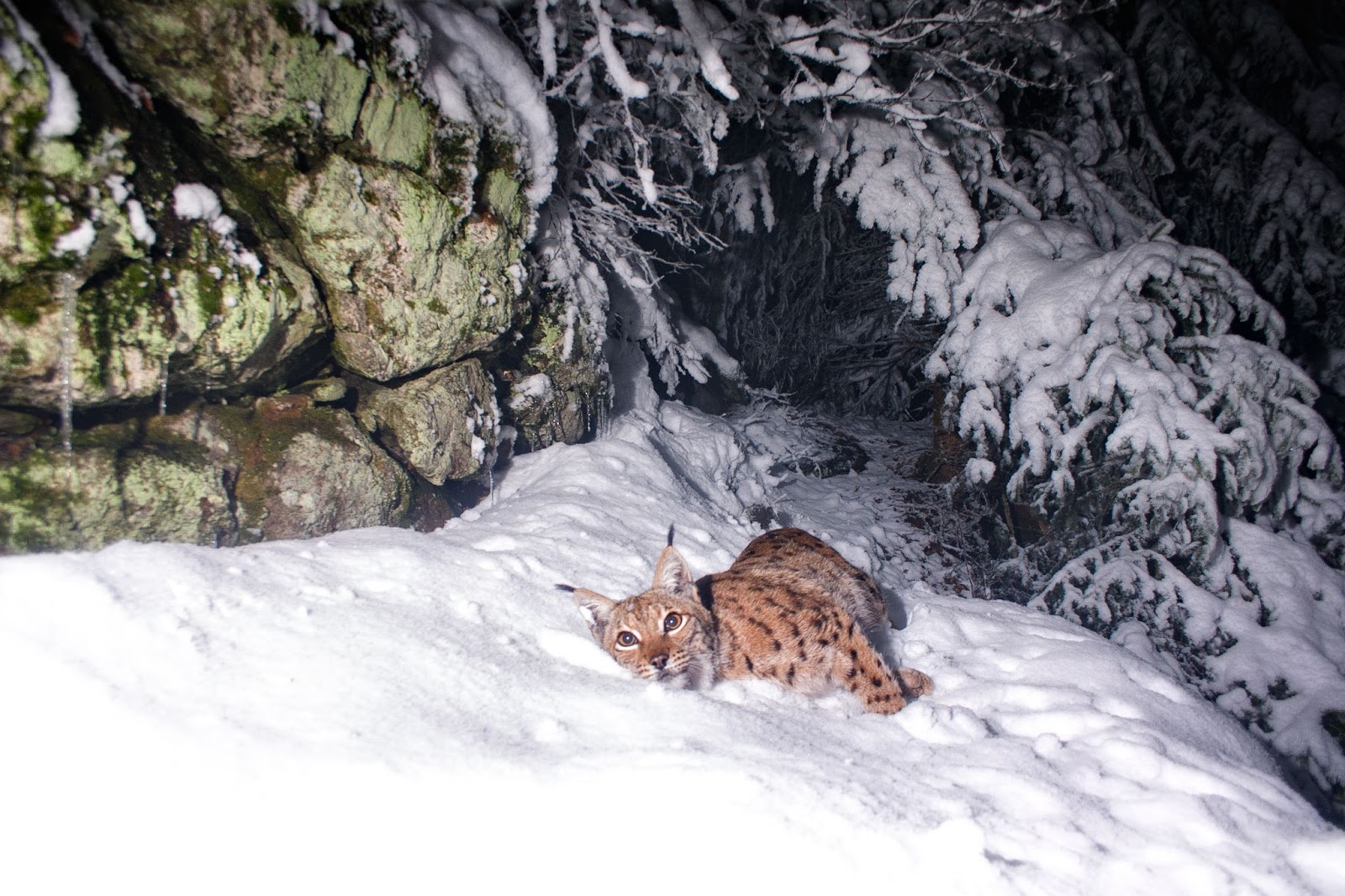 Conservarea și Amenințările Râsului
