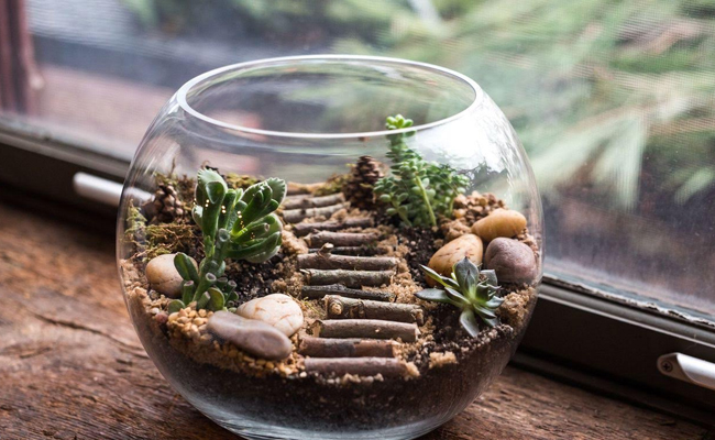 Terrarium Pokok.Asia