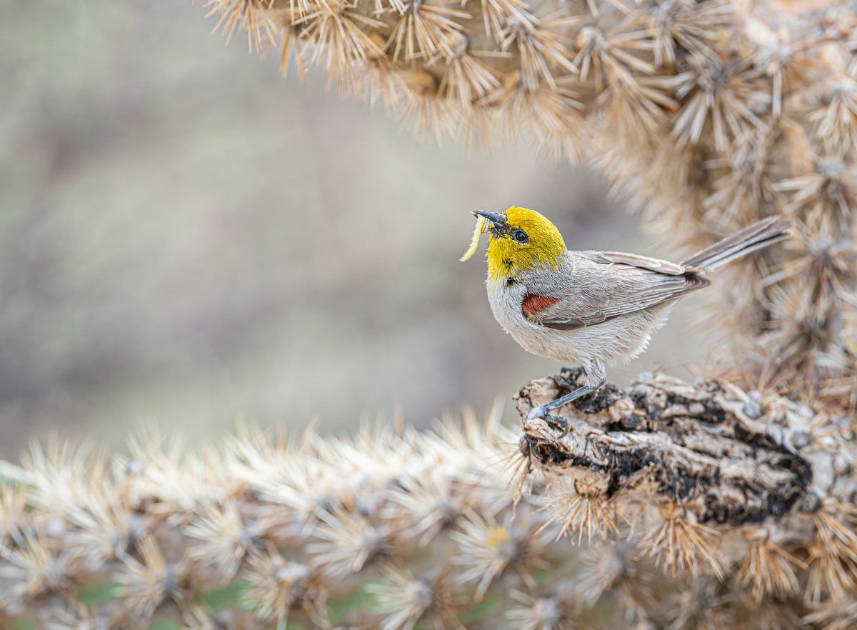 Gray Verdin bird perched on a cacti