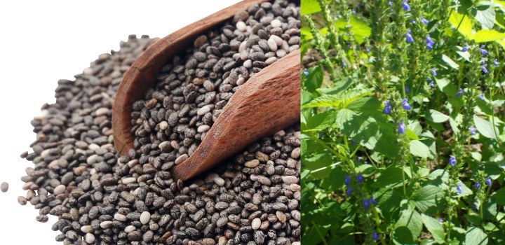 How use Chia Seeds for Weight loss |Irasto World