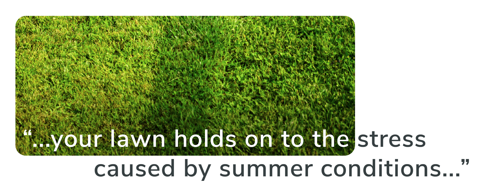 green grass with the words your lawn holds on to the stress caused by summer conditions