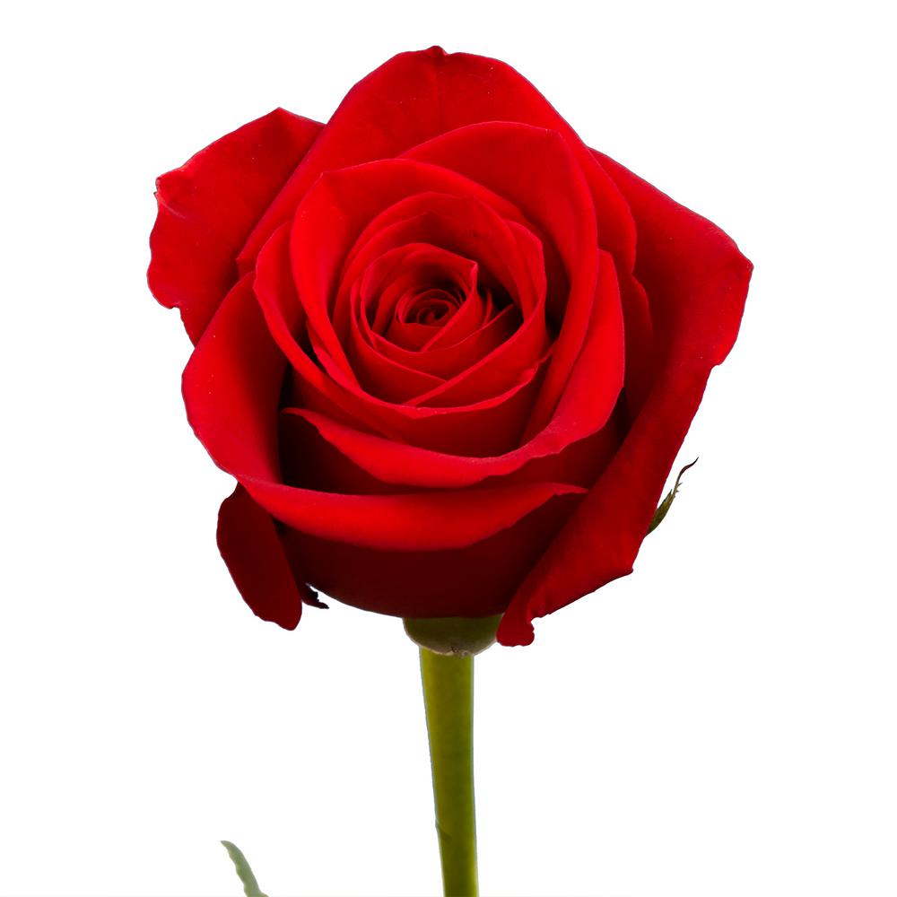 Image result for rose