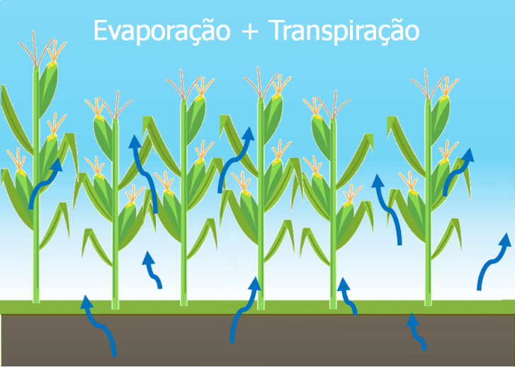 Manejo de irrigação - entendendo a evapotranspiração