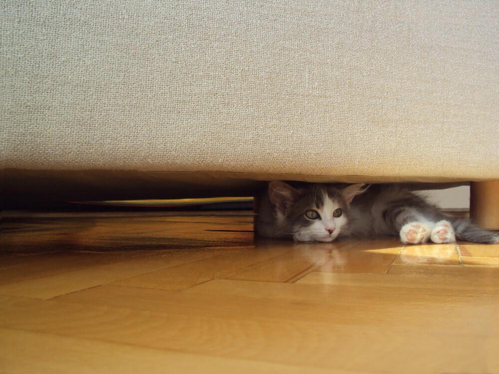 grey cat hides under a bed 