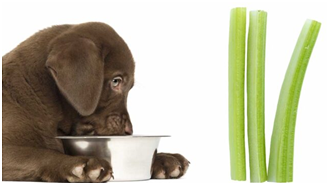 Can dogs eat Celery sticks