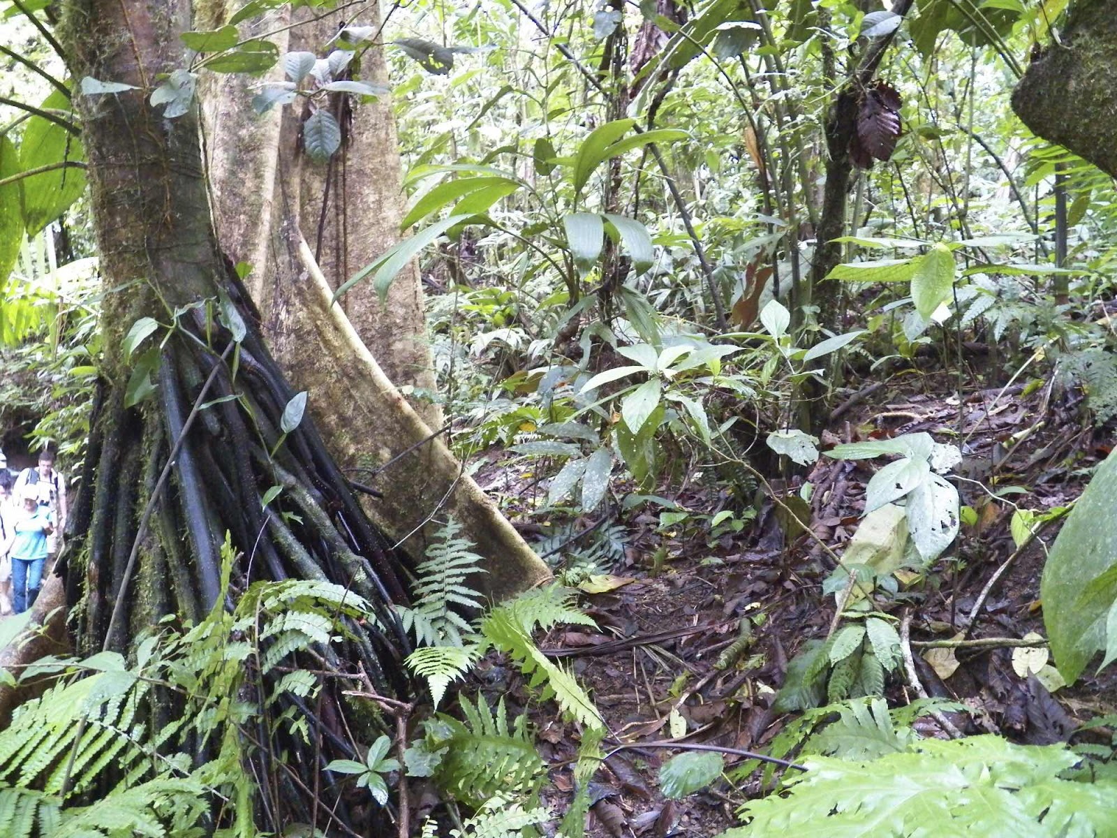 Arenal Hanging Bridges Forest, Costa Rica