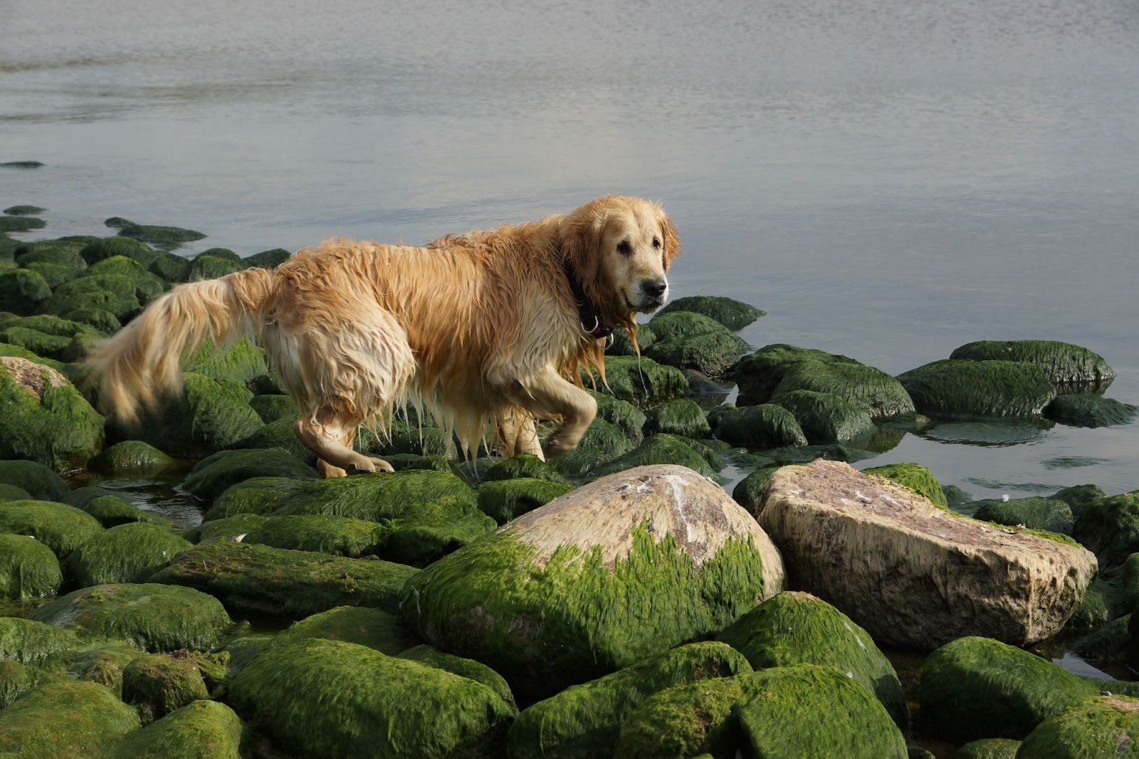 Too much kelp can be detrimental to your dog's health. 