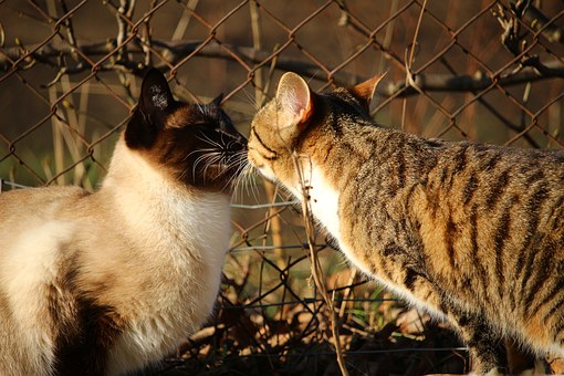 Cat Breed Companion: 5 Tips On Choosing The Best Breed