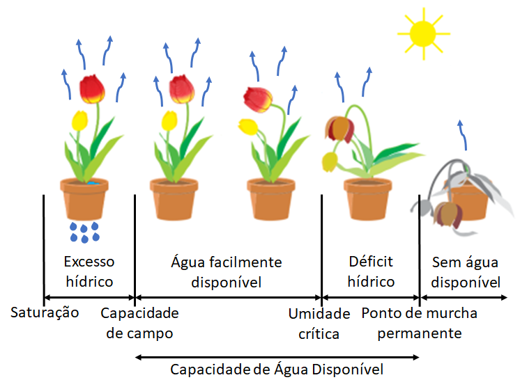 Manejo de irrigação: entendendo os pontos de umidade do solo e a sua relação com a disponibilidade de água para a planta