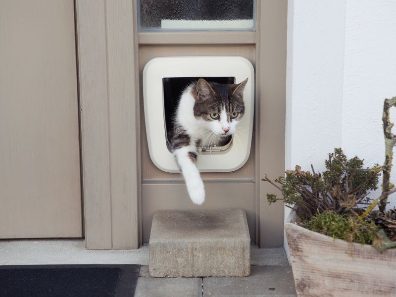 Cat-Door-Training-Tips