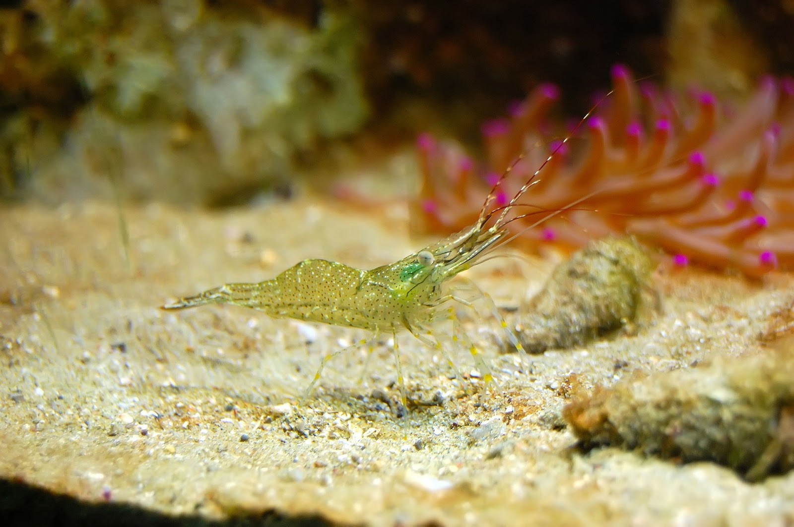 Green shrimp in aquarium