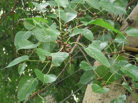 弘道國中環境教育校園植物解說 眾相自在唯心所至 菩提樹