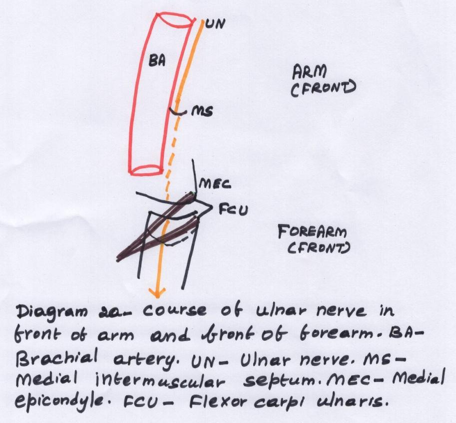 D:\Chitra Scans\Fig005 a.jpg