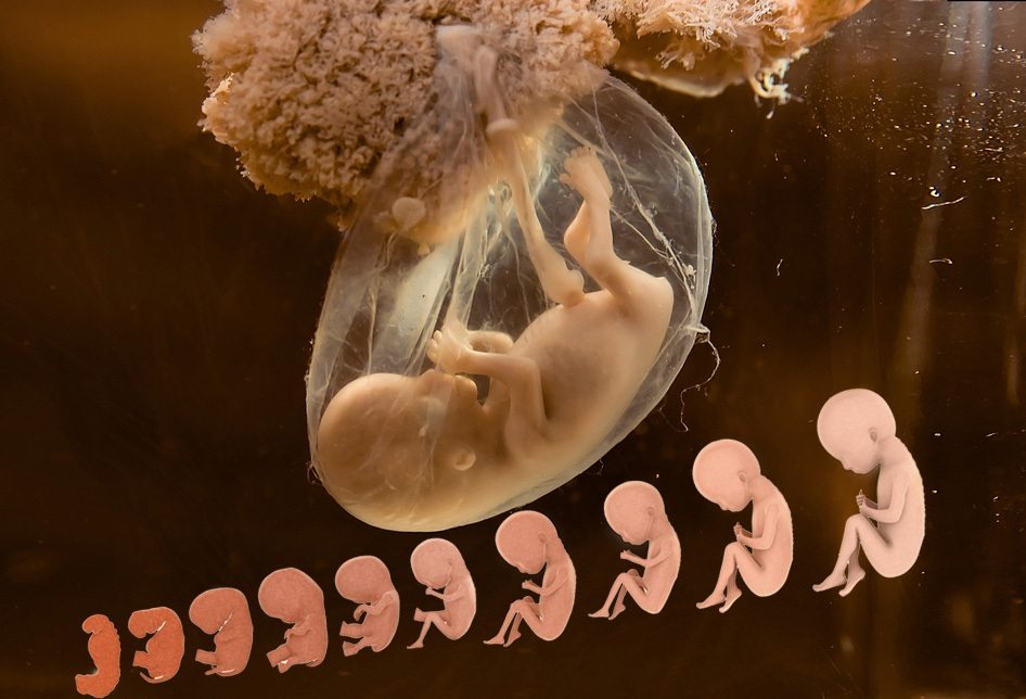1 эмбриональная неделя. Зародыш тчеловека по неделям.
