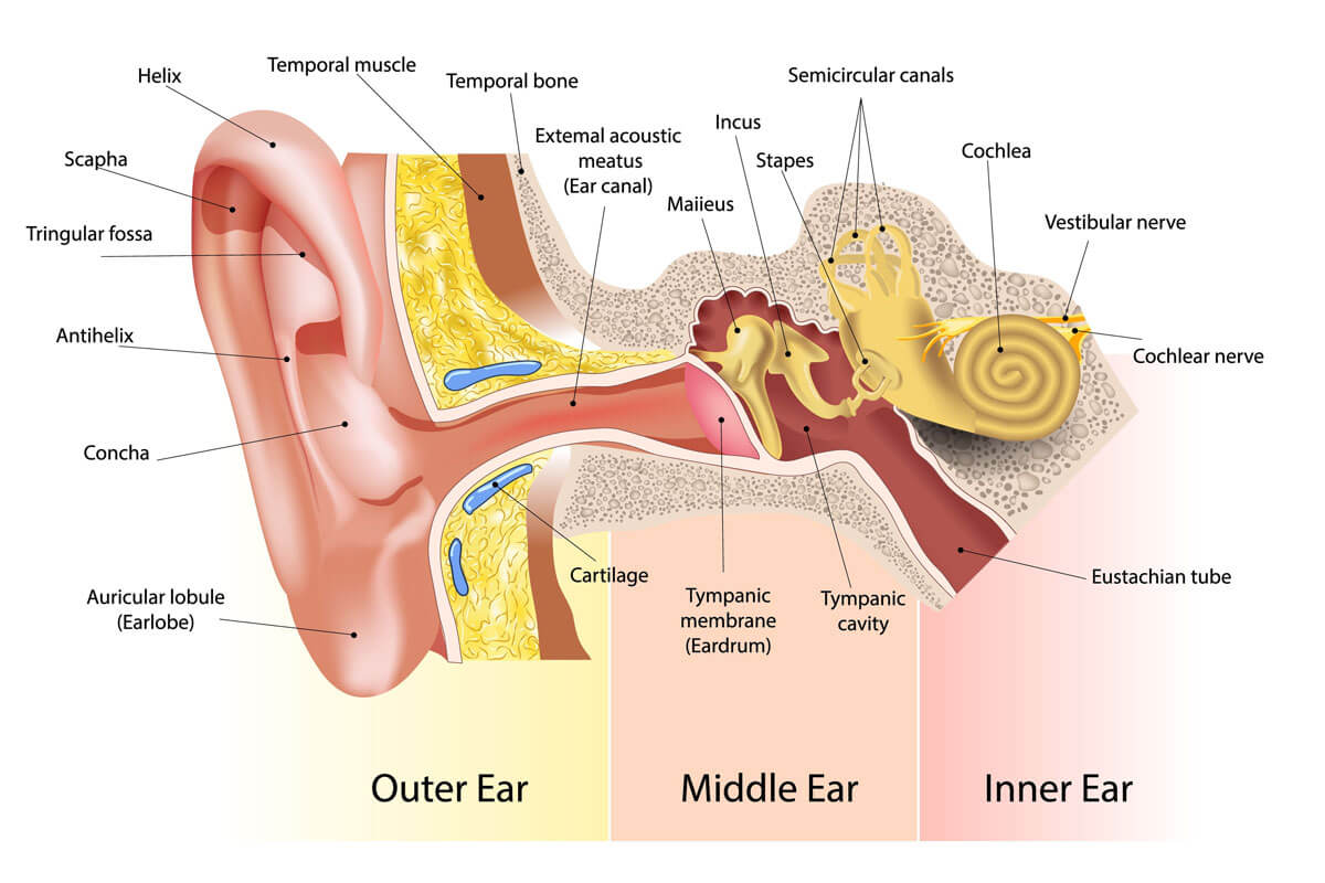 Diagram of the outer, middle, and inner ear