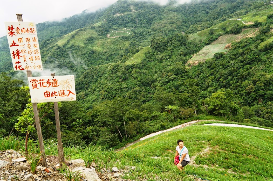 台東景點推薦【太麻里金針山】夏季限定太麻里金針花季