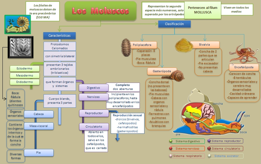 esquema-moluscos3.jpg