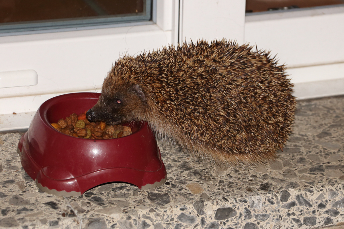 What to Feed Hedgehogs In Your Garden | The Best Hedgehog Foods and