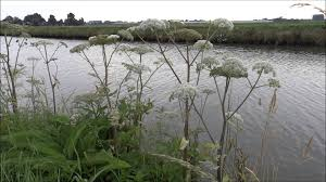 wild angelica