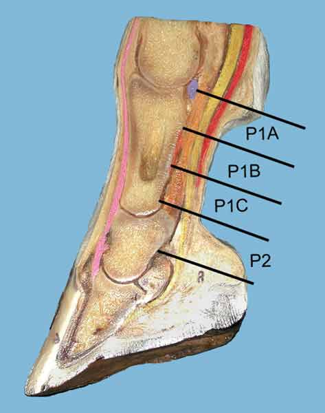 Sagittal anatomic pastern specimen showing the three zones (A, B, C) of P1 and the ultrasonographically visible region of P2.