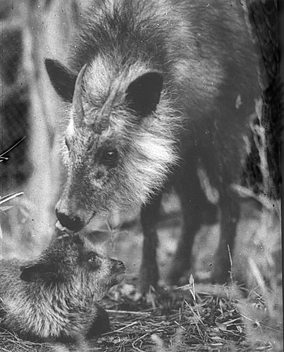 Japanese Serow with young