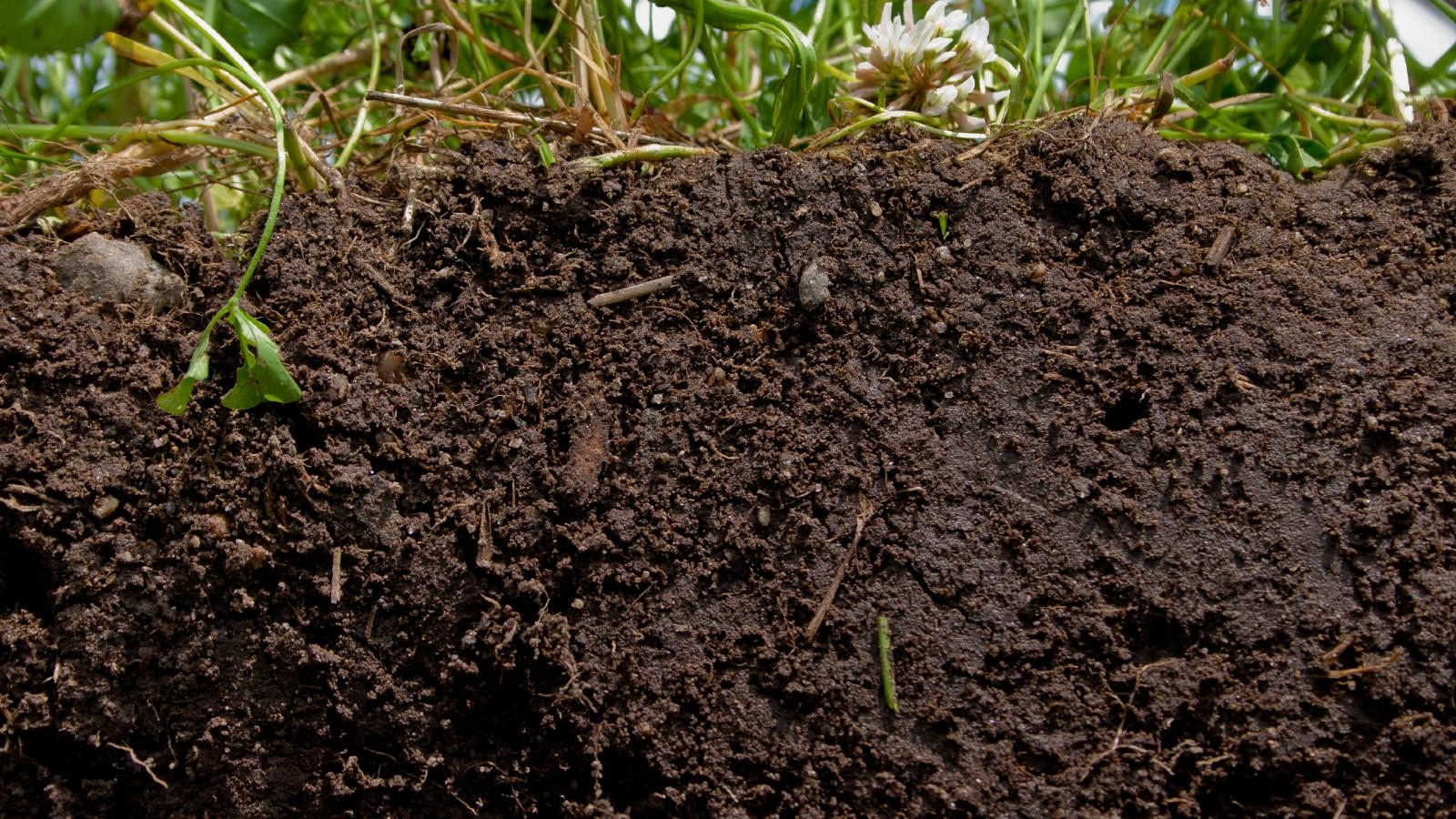 Use builders sand to help improve soil drainage