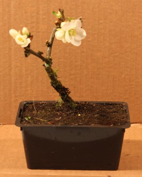 Bonsai Chaenomeles Japónica Nivalis 4 anos