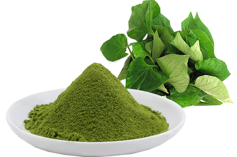 Cây diếp cá chữa trĩ