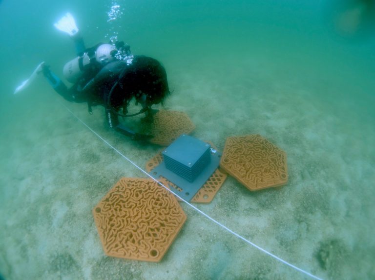 A área restaurada em Ladrilhos de Impressões 3D é ainda pequena para a situação dos corais. (Divulgação/Agriculture, Fisheries and Conservation Department)